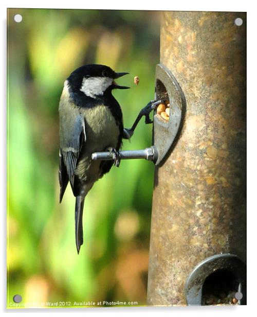 Great Tit Acrylic by Liz Ward