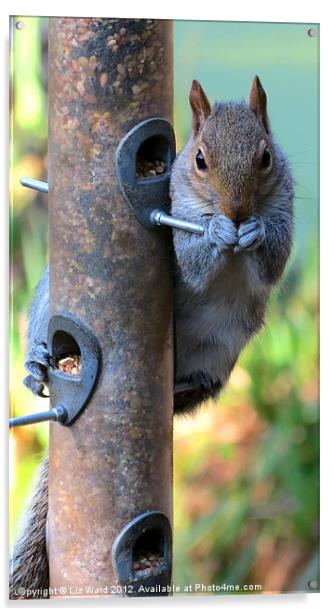 Cheeky Squirrel Acrylic by Liz Ward