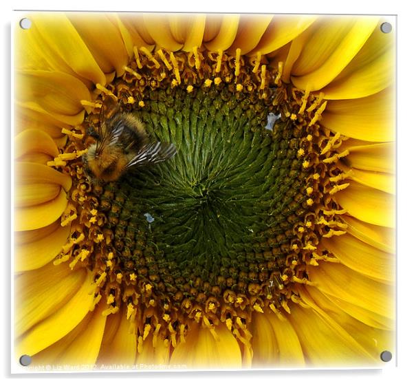Sunflower Bee Acrylic by Liz Ward
