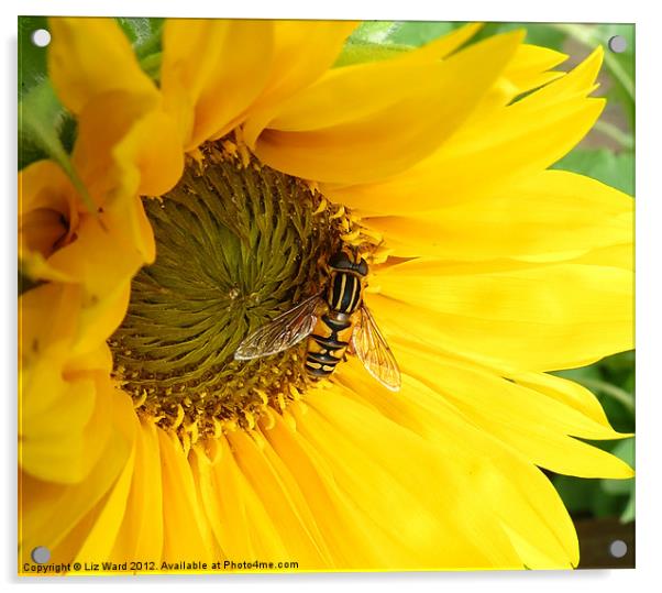 Sunflower Visitor Acrylic by Liz Ward