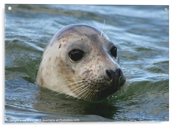 Norfolk Seal Acrylic by Liz Ward