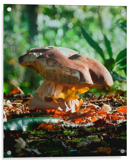 Woodland Fungi Acrylic by Liz Ward