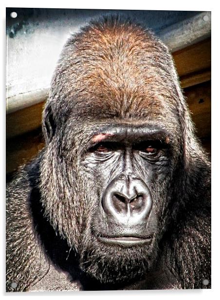 Beautiful Gorilla Acrylic by Liz Ward