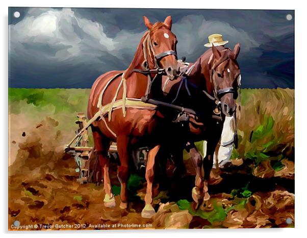 Plough Horses Acrylic by Trevor Butcher
