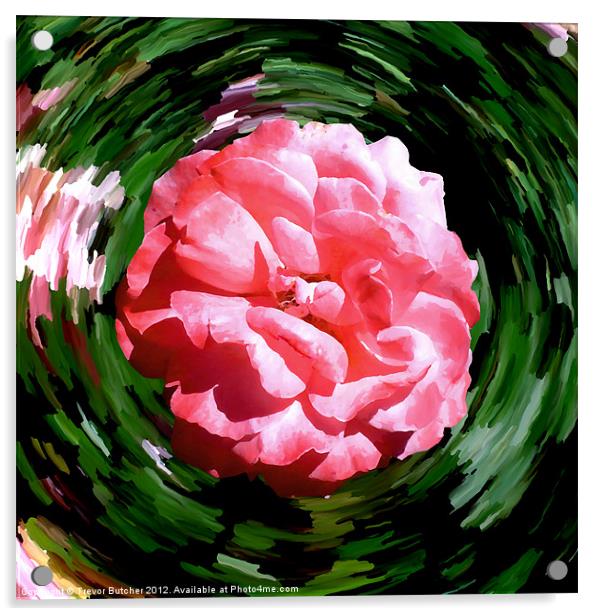 Spin Rose Acrylic by Trevor Butcher