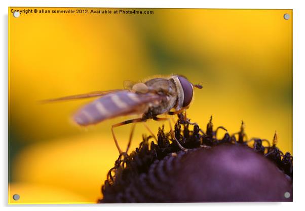 hover fly Acrylic by allan somerville