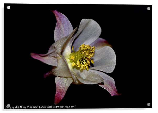 Aquilegia flower Acrylic by Nicky Vines