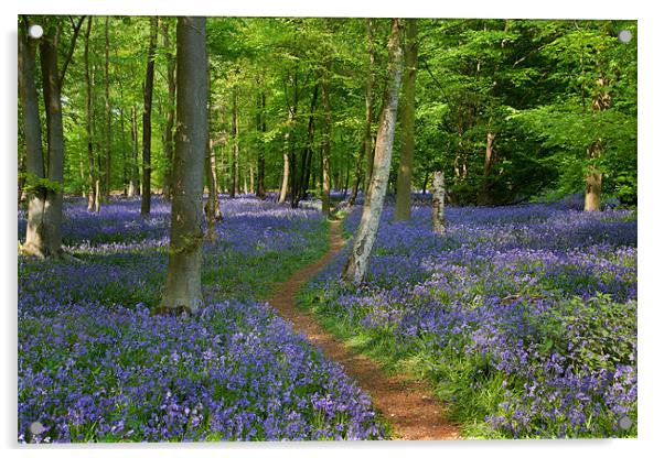 Bluebell Woods Acrylic by Mark Harrop