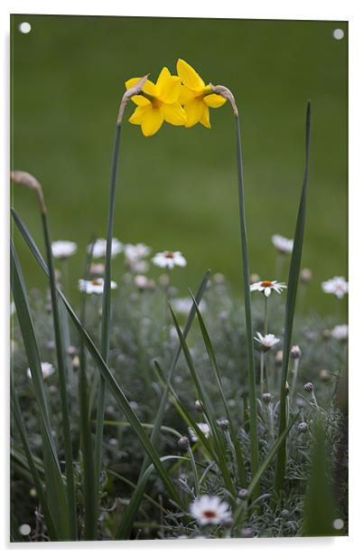 Daffodils Acrylic by Mark Harrop