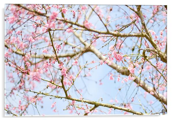 Spring Blossom Acrylic by Mark Harrop