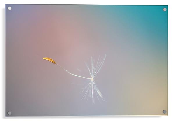 Seed in flight Acrylic by Mark Harrop