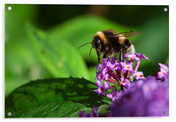 Bee on Flower Acrylic by Mark Harrop