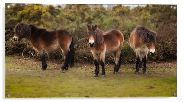 Shetland Ponies Acrylic by Mark Harrop