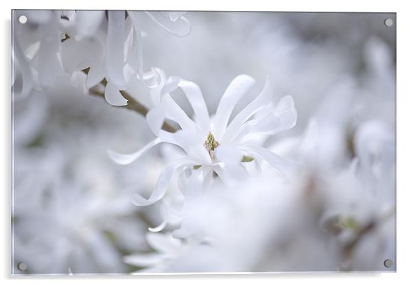 Magnolia Acrylic by Mark Harrop