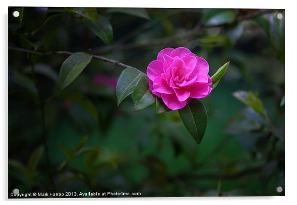 Camellia Acrylic by Mark Harrop