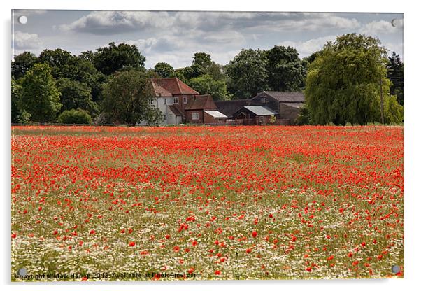 Field of Poppies Acrylic by Mark Harrop