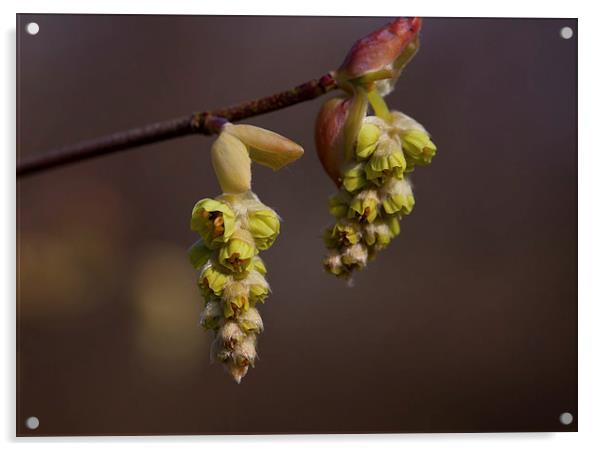 Spring Buds Acrylic by Mark Harrop