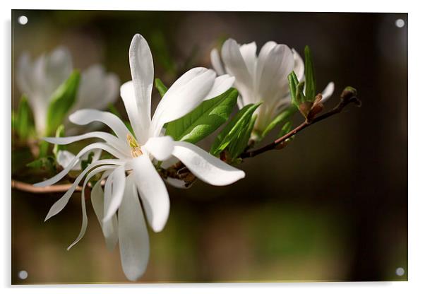 Magnolia Flower Acrylic by Mark Harrop