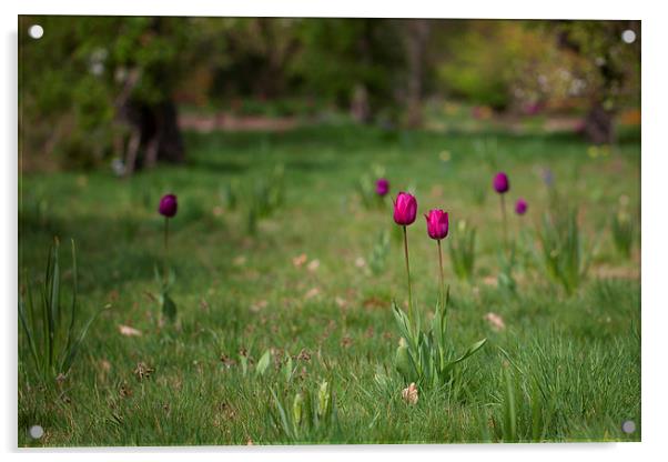 Tulips Acrylic by Mark Harrop