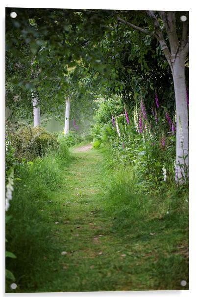  Foxgloves and Silver Birch Acrylic by Mark Harrop