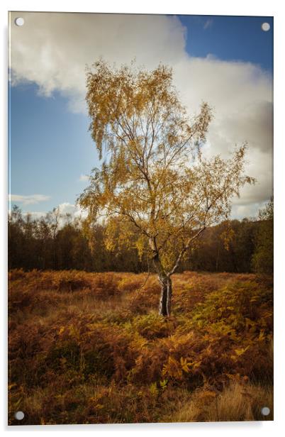 Autumn Birch Tree Acrylic by Mark Harrop