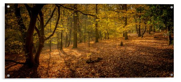 Autumn Forest Acrylic by Mark Harrop