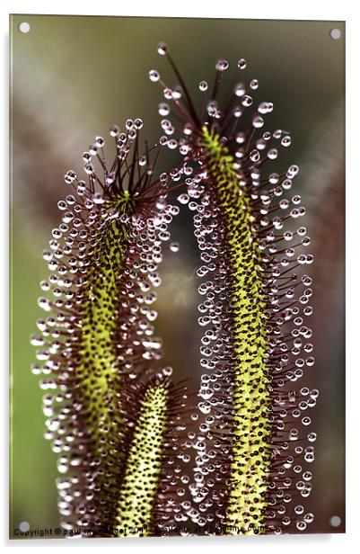 Carnivorous plant Acrylic by Paul Messenger