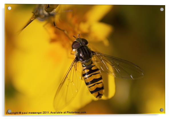 hover fly Acrylic by Paul Messenger