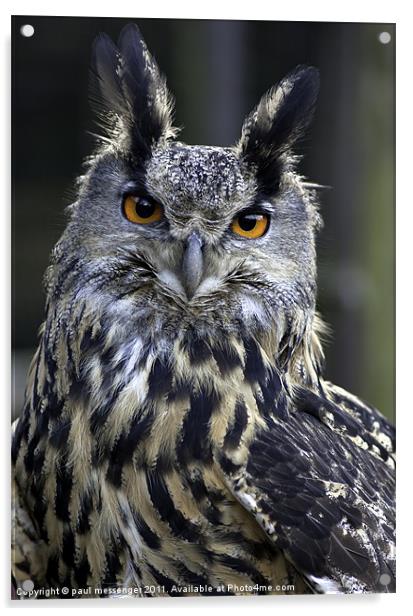 Gandalf the Eagle Owl Acrylic by Paul Messenger
