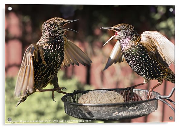 Starling Argument Acrylic by Paul Messenger