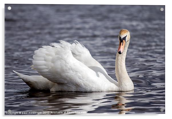 Swan Lake Acrylic by Paul Messenger