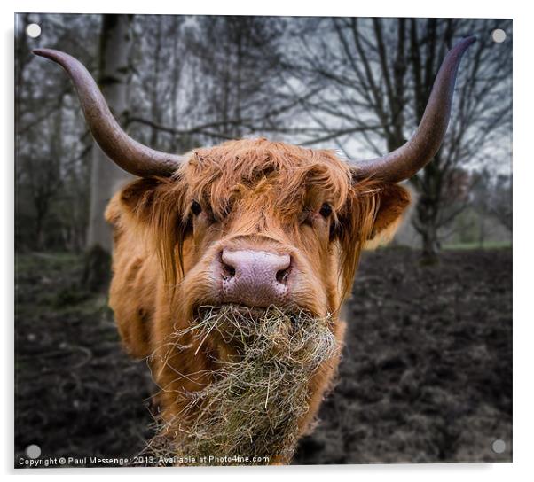 Highland Cow Acrylic by Paul Messenger