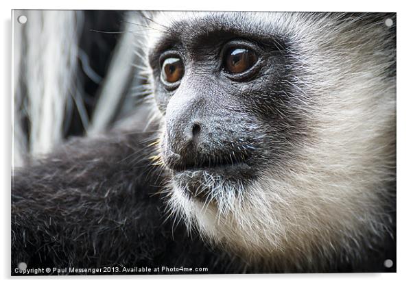 Black-and-white Colobus Monkey Acrylic by Paul Messenger