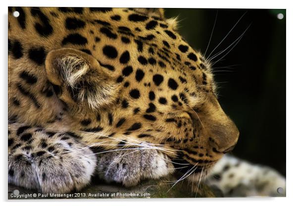 Sleeping Amur leopard Acrylic by Paul Messenger