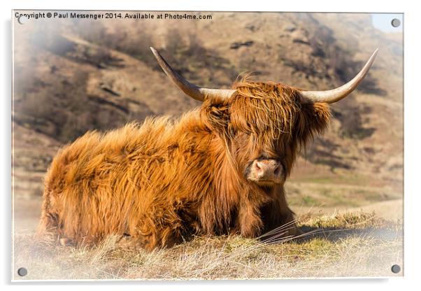 Highland cow scotland Acrylic by Paul Messenger