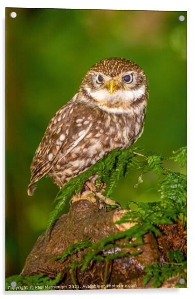 A Little Owl Acrylic by Paul Messenger