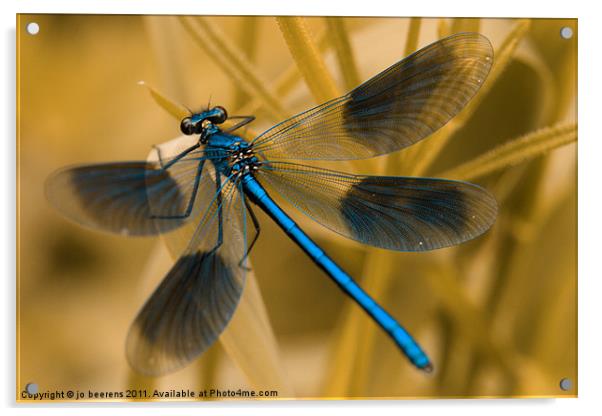 Macro Banded Demoiselle damselfly Acrylic by Jo Beerens