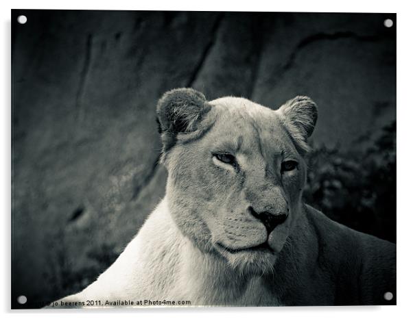 white lioness Acrylic by Jo Beerens