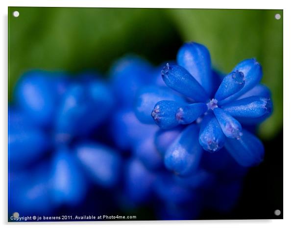 grape hyacinth Acrylic by Jo Beerens