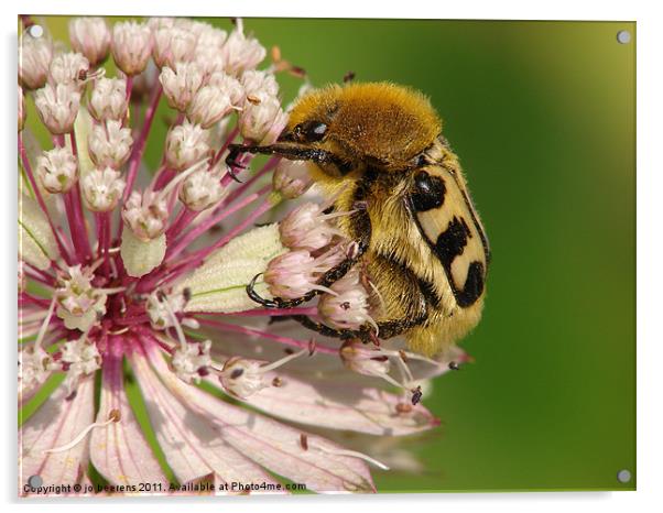 to be or not be a bee beetle Acrylic by Jo Beerens