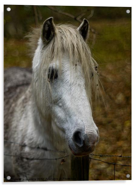white pony Acrylic by Jo Beerens