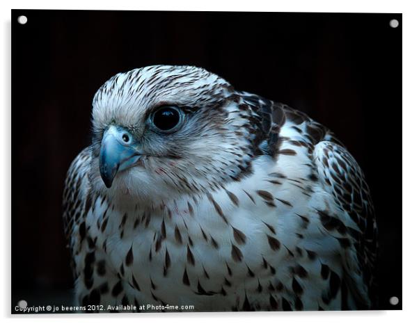 falcon Acrylic by Jo Beerens