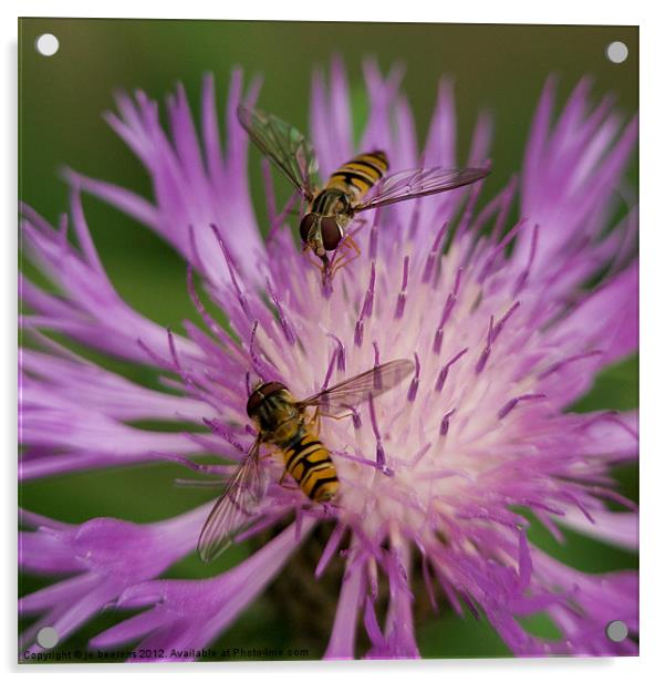 dinner for two Acrylic by Jo Beerens