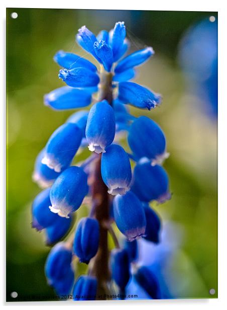 muscari Acrylic by Jo Beerens