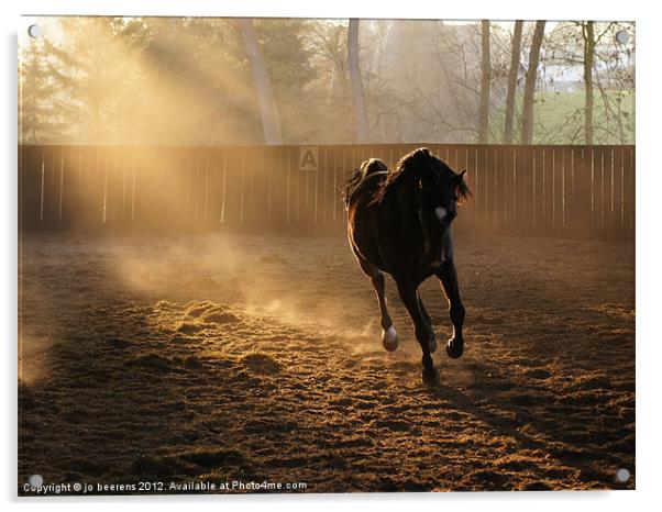 horse stretching its legs Acrylic by Jo Beerens