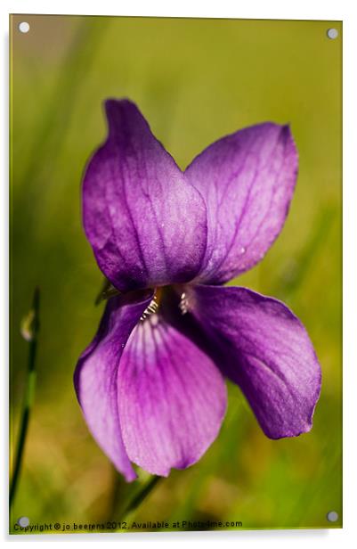 wild violet Acrylic by Jo Beerens