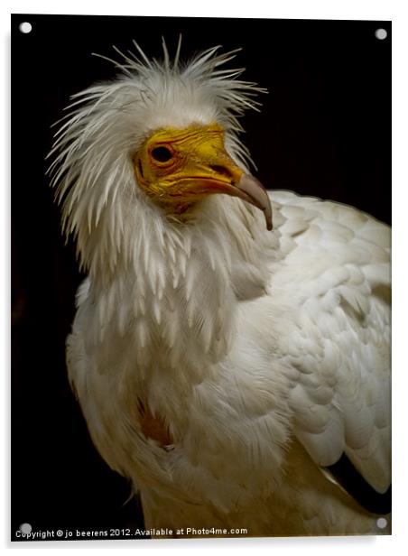 pharaoh's chicken Acrylic by Jo Beerens
