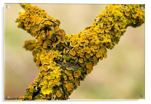 lichen Acrylic by Jo Beerens