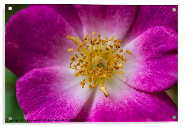 wild rose Acrylic by Jo Beerens