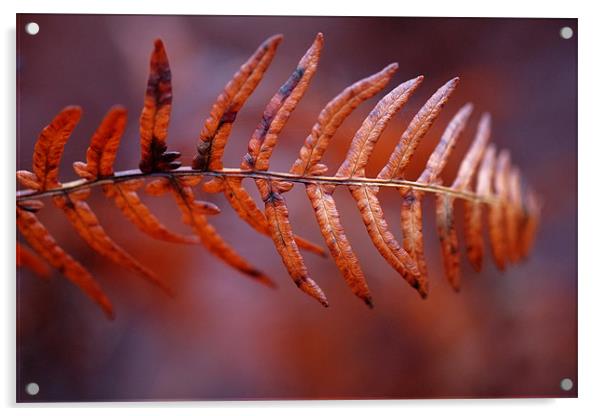 fall fern Acrylic by Jo Beerens